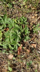 Potentilla thuringiaca
