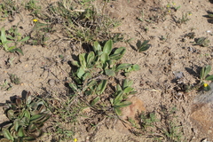 Tylecodon ventricosus