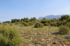 Tylecodon ventricosus