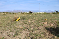 Tylecodon ventricosus