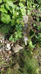 Parthenocissus inserta