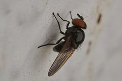Silba
