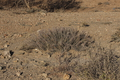 Euphorbia turkanensis image