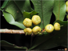 Ardisia quinquegona