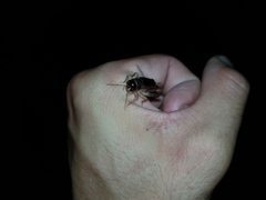 Anurogryllus