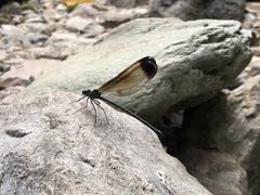 Psolodesmus mandarinus dorothea