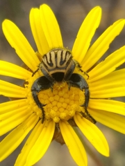 Hopliini