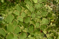 Adiantum tenerum