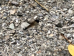 Psolodesmus mandarinus dorothea