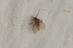 Psychodinae