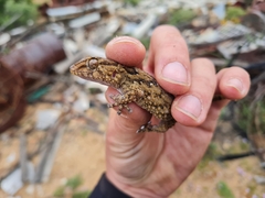 Chondrodactylus bibronii