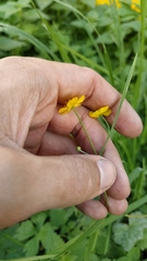 Ranunculus acris
