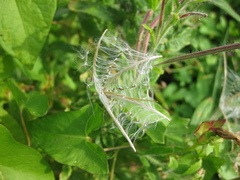 Epilobium parviflorum