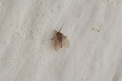 Psychodinae