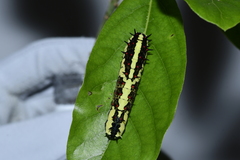 Papilio clytia