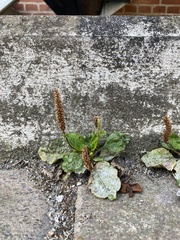 Plantago major