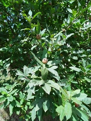 Crataegus germanica