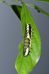 Papilio clytia