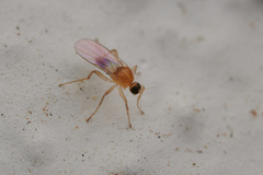 Hybotidae