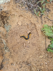 Scolopendra