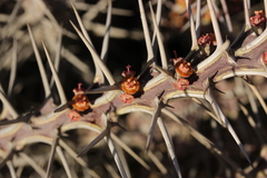 Euphorbia turkanensis image