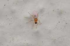 Hybotidae