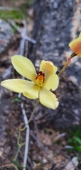 Thelymitra antennifera