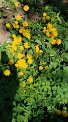 Rudbeckia laciniata