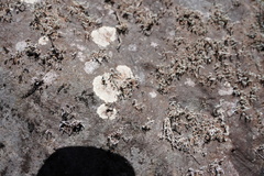 Stereocaulon