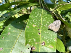 Jamides alecto dromicus