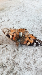 Vanessa cardui