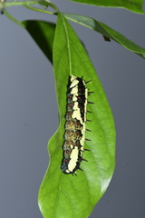 Papilio clytia