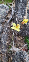 Thelymitra antennifera