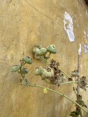 Alcea rosea