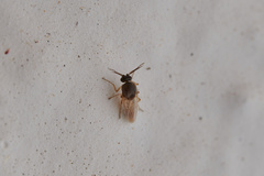 Ceratopogonidae