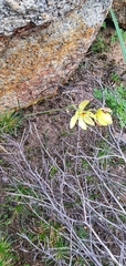 Thelymitra antennifera