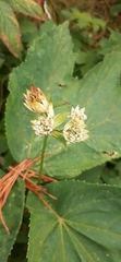 Astrantia major