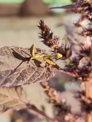 Hierodula tenuidentata