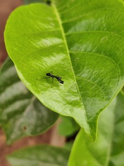 Odontomantis