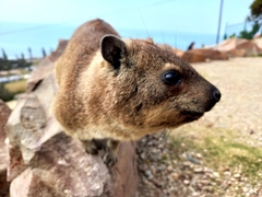 Procavia capensis capensis