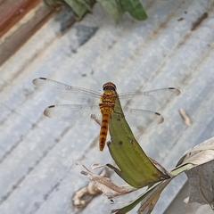 Urothemis signata