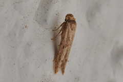Blastobasidae