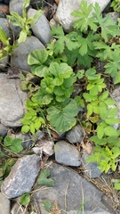 Geum