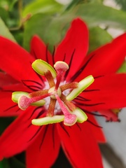 Passiflora miniata