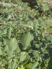 Solanum nigrum