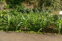 Zea mays mays