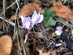 Cyclamen hederifolium