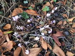 Cyclamen hederifolium
