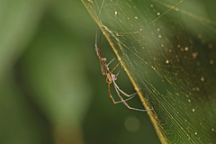 Trichonephila clavipes