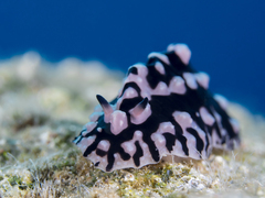 Phyllidiopsis sinaiensis